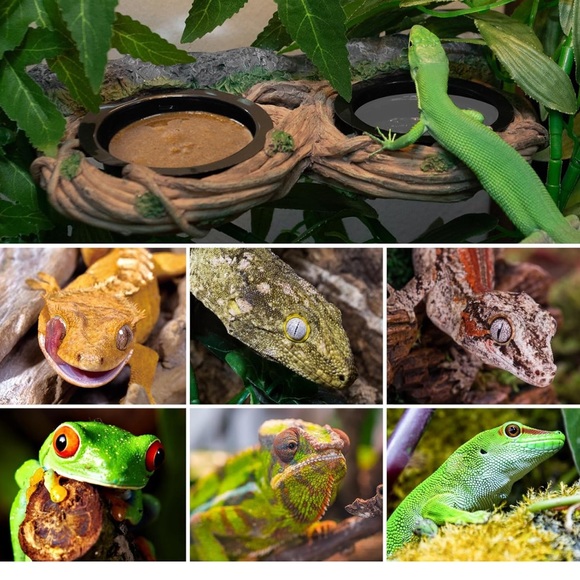 Dual Repti Zoo geico feeder with glass suction attachment - Picture 9 of 10